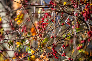 A detailed macro photograph of several red berries hanging from a thin twig, enhanced by a soft blurred background that highlights their natural color and delicate texture.