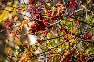 A detailed macro photograph of several red berries hanging from a thin twig, enhanced by a soft blurred background that highlights their natural color and delicate texture.