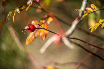 A detailed macro photograph of several red berries hanging from a thin twig, enhanced by a soft blurred background that highlights their natural color and delicate texture.