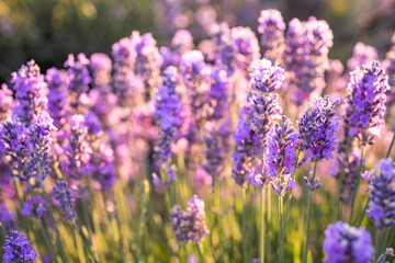 Lavender field provence France. Field of lavender. Floral background. Purple color