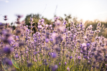 Lavender field provence France. Field of lavender. Floral background. Purple color