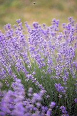 Fototapeta premium Lavender field in provence. Field of lavender. Floral background. Purple color