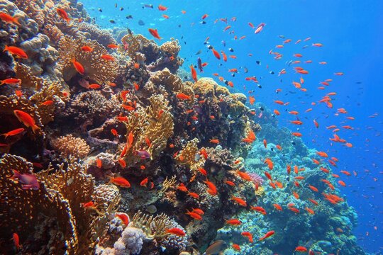 Biodiversity of tropical coral reef .Ecosystem and environment conservation