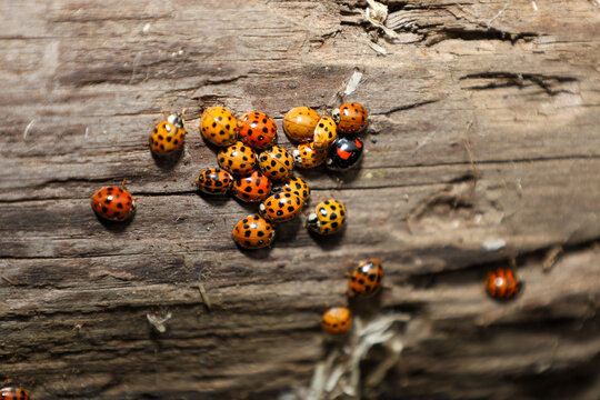 This close-up shot features a cluster of orange and yellow ladybugs with black spots resting on rough, cracked tree bark, creating a rich, natural pattern. - Powered by Adobe