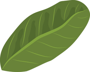 Vector illustration of green longan leaf, isolated on white background.