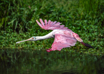 Roseate Spoonbill flying over Clear Creek in Pearland, Texas