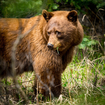 Cinnamon black bear standing in forest