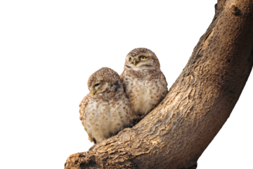 grey owl pair sitting on branch on transparent background