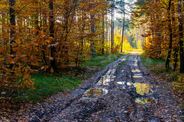 Fototapeta premium Autumn forest road with puddles, muddy ruts, colorful leaves and sunlit trees creating a natural, picturesque landscape perfect for peaceful walking scenes