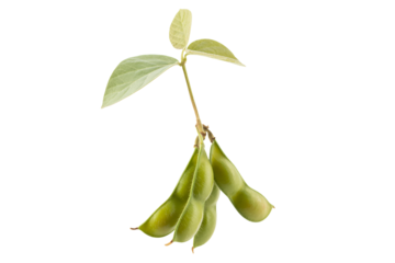 Fresh edamame pods and leaves offer a vibrant, healthy culinary ingredient for modern dishes, promoting natural nutrition and sustainable eating choices today