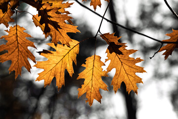 Botanical image showcasing tranquil oak foliage and delicate droplets