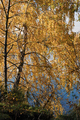 Golden birch leaves by riverbank shimmering in soft sunlight, reflections dancing on calm water; slender trunks, textured bark, tranquil mood ideal for nature lifestyle and seasonal background