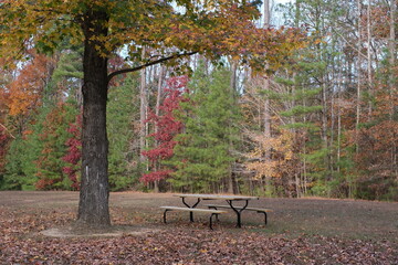A picnic table sits in a clearing among a grouping of colorful fall trees
