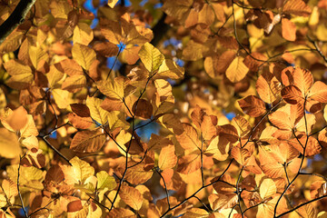 Warm sunlight reveals leaf textures, Vivid closeup capturing intricate leaf veins and colors, Intimate macro image showcasing delicate branch patterns and autumnal leaf details under sunlight