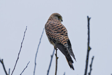 Bird eyes hunt, Kestrel watches landscape carefully, Bird perched alertly surveying area ready to strike, Kestrel positioned boldly amid leafless branches with sharp talons poised for attack