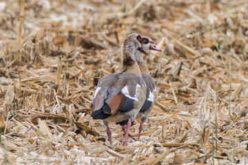 Goose in field, Solitary Egyptian goose in farmland at dusk, Mottled feathery bird scanning for seeds in dry fields, Rural scene featuring lone Egyptian goose amid harvested corn under warm sunlight