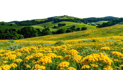 Rolling green hills dotted with trees behind a field of yellow wildflowers, under blue sky