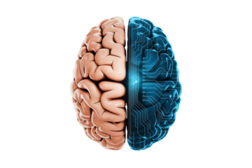 Dynamic fusion of organic human brain and futuristic digital circuitry symbolizing intelligence and innovation