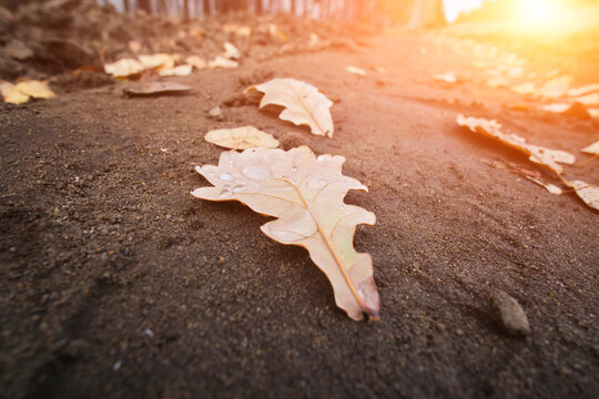 Autumn oak leaves on ground. Fallen leaves on ground and bright sun.