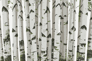 Birch trees texture vector illustration