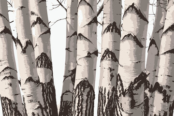 Birch trees texture vector illustration