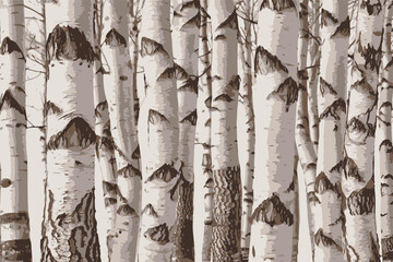 Birch trees texture vector illustration