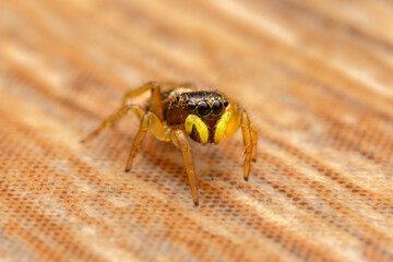 Heliophanus tribulosus female (Salticidae)