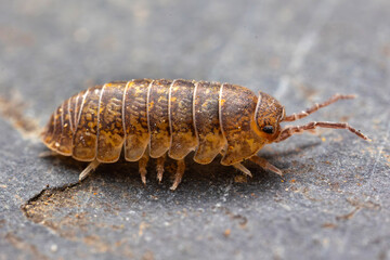 Trachelipus ratzeburgii, common woodlouse, common woodlouse
