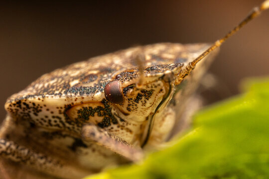 Brown marmorated stink bug (Halyomorpha halys) on green leaves (Ita: cimice asiatica