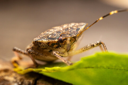 Brown marmorated stink bug (Halyomorpha halys) on green leaves (Ita: cimice asiatica