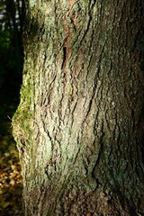 tree bark texture