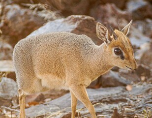 Naklejka premium dikdik in namibia