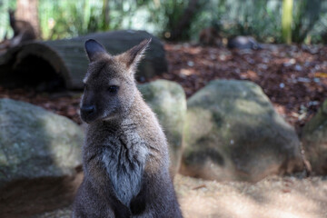The Tammar Wallaby is small animal and cute in Australia