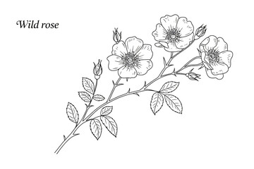 Elegant wild rose branch with delicate blooms and leaves, perfect for botanical art, invitations, and natural design projects.