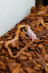 Corn snake (Pantherophis guttatus) beginning to consume a pinky mouse inside a terrarium,...