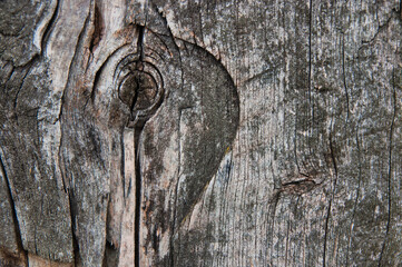 Makrofotografia starego pnia drzewa z widocznymi sękami, spękanymi słojami i zwietrzałą powierzchnią.