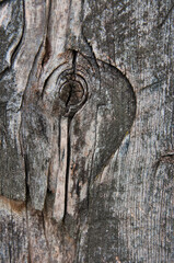 Makrofotografia starego pnia drzewa z widocznymi sękami, spękanymi słojami i zwietrzałą powierzchnią.