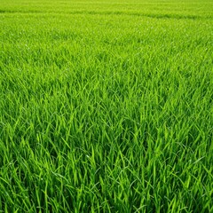 Fototapeta premium Seamless background texture of vibrant green summer lawn grass growing naturally in a large field under sunlight. Lush natural backdrop, springtime, backdrop, background