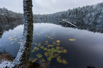 Tranquil winter landscape at Lake Suur Kaksjarv in Estonia, where first snow covers the forest and lily pads dot the water.