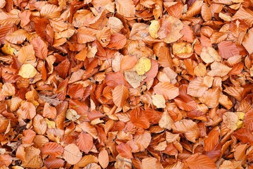 Fallen autumn leaves from above. Brown beech leaves on the ground. Autumn background.