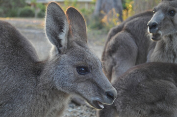 Mob of wild kangaroos in a residential backyard , close up