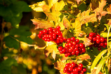 The photograph depicts bright red berries contrasting with the colorful autumn foliage. The image is a picturesque autumn landscape.