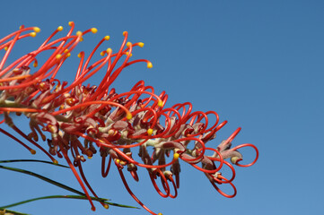 Red grevillea flower against blue sky