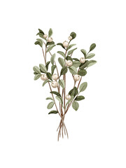 Watercolor vintage Christmas green bunch of mistletoe with berry isolated on white background. Hand drawn illustration sketch