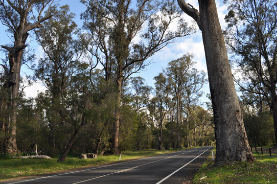 Tuart trees, Eucalyptus gomphocephala, Tuart Forest National Park,  the largest remaining forest of pure Tuart in the world, near Busselton, Western Australia, Australia