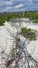 Coastal Shrub and Green Vegetation on Sunlit White Sand Beach.