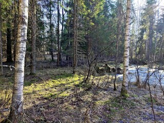 Spring in the forest, the grass withered, the last snow, warm spring day, desktop wallpapers