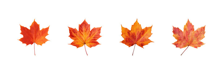 Obraz premium Autumn Maple Leaves Set. Seasonal Nature And Fall Foliage Collection Isolated On Transparent Background