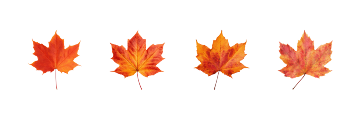 Autumn Maple Leaves Set. Seasonal Nature And Fall Foliage Collection Isolated On Transparent Background