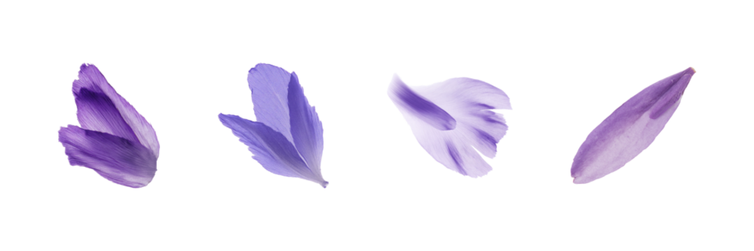 Purple Flower Petals Set. Nature And Botanical Art Collection Isolated On Transparent Background